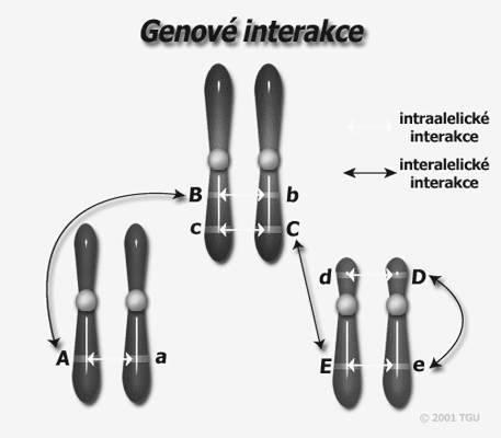 B INTERAKCE RŮZNÝCH GENOVÝCH PÁRŮ Zde budeme sledovat ty fenotypové diskontinuální, kvalitativní znaky, které vznikají v důsledku spolupůsobení dvou a více genů z různých alelických párů.