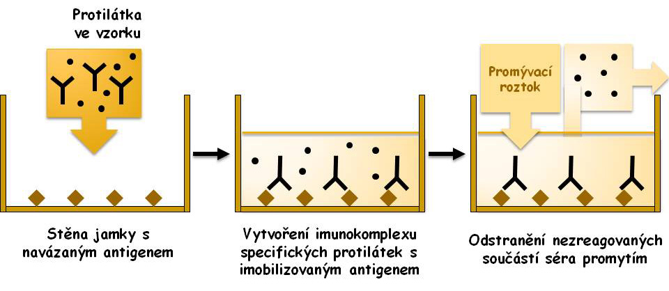 Obr. 3 Provedení nekompetitivní metody ELISA na stanovení