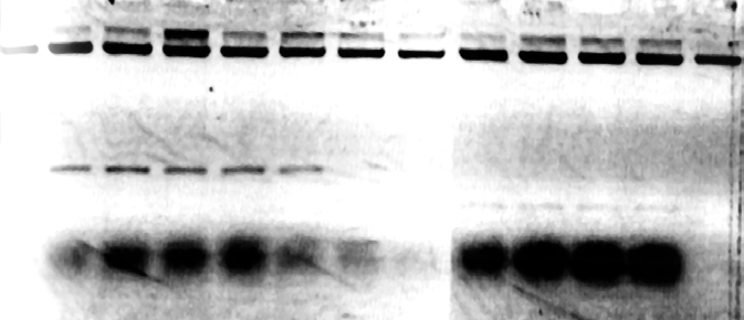 Z vybraných klonů ( FL 1-6, N-t. 1-5, C-t. 1) jsme izolovali plazmidovou DNA a štěpili pomocí EcoRI a NotI. Úspěšné začlenění klonované DNA do vektoru bylo potvrzeno u klonů FL 1-6, N-t. 3-5 a C-t. 1. (viz.