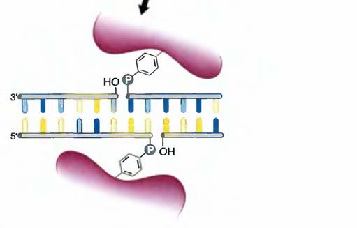 Eukaryota : Homologní rekombinace během meiosy Spo11 protein dsdna štěpení