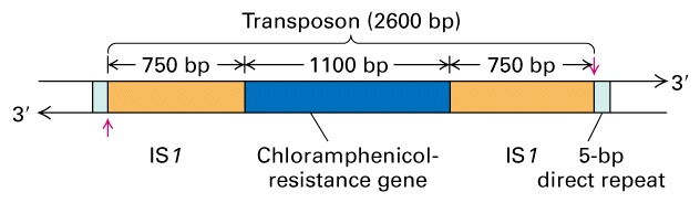 2. Bakteriální transposony: větší než IS elementy, nesou další proteiny, např.