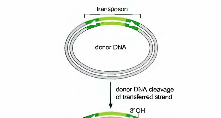 4. REPLIKATIVNÍ DNA TRANSPOSICE Bakteriofág Mu