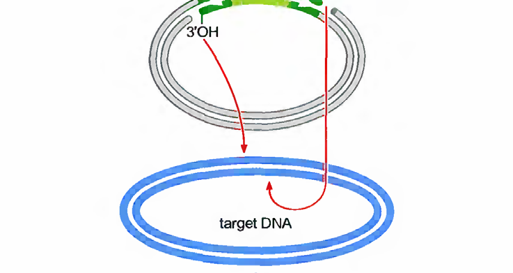 cílové DNA 5 Jednořetězcové přerušení po obou