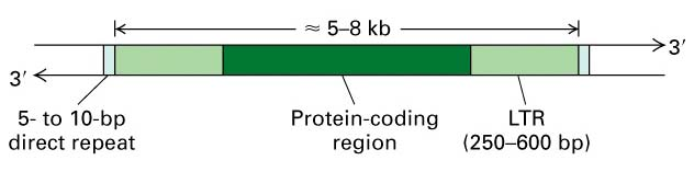 5. Virové retrotransposony: - využití reversní transkriptasy - cca 4 % lidské DNA Přímé repetice Oblasti U3 R U5 LTR = Long Terminal Repeat Obsahuje