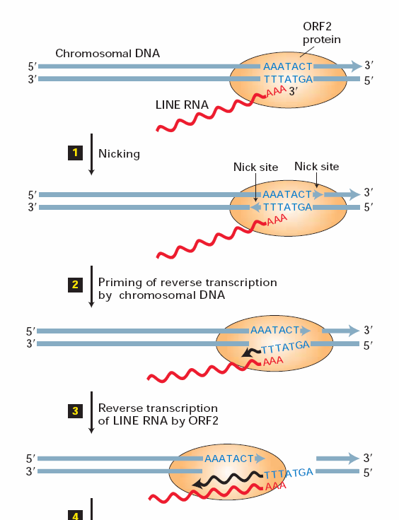 LINE RNA polya transport do cytosolu translace ORF1 a ORF2 ORF1 protein vazba na LINE RNA (více kopií) ORF2 protein vazba