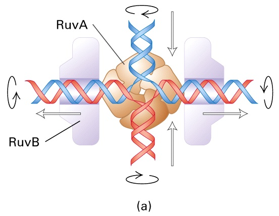 Pohyb molekuly přes RuvA/B komplex ATP hydrolýza RuvB molekuly otáčejí ds DNA uvnitř