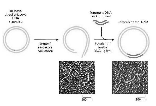 Obrázek 1: Ukázka schématu klonovacího vektoru - bakteriální plasmid (Internet 8).