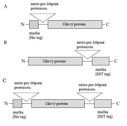 4.2 Umístění afinitních značek Afinitní značky lze připojit buď k N- nebo C-konci připravovaného rekombinantního proteinu (Justesen a kol. 2009, Falke a kol. 2004).