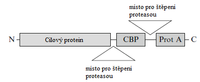 tandemového komplexu můţe protein A a kalmodulin vázající protein (CBP). Purifikace je potom vícestupňová a vede k vysokému stupni čistoty rekombinantních proteinů (Young a kol. 2012, Rohila a kol.