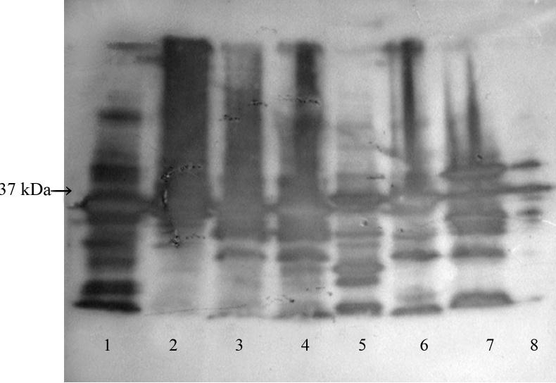 9 Optimalizace detekce proteinů značených FLAG peptidem 9.