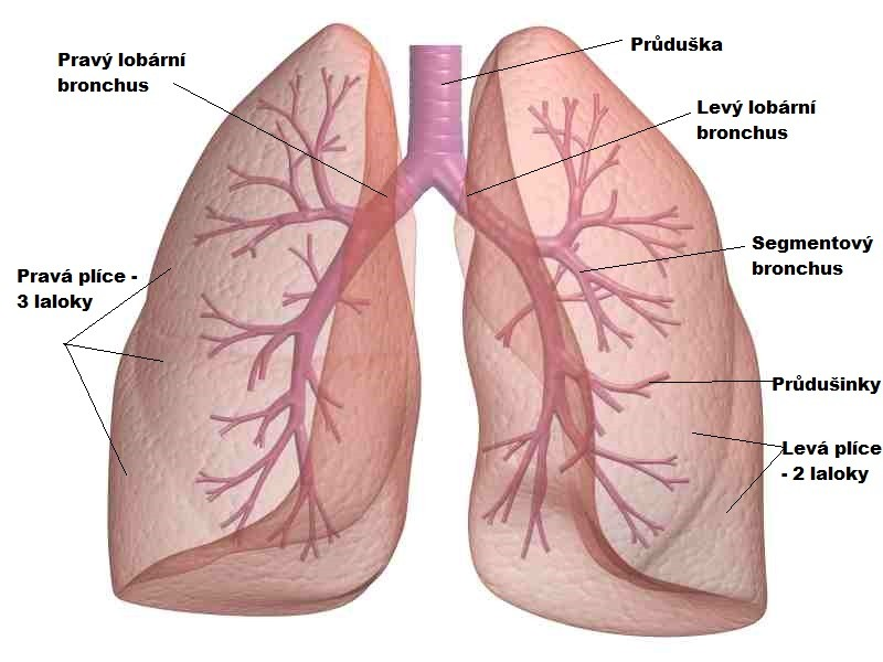 pravé. Segmentové bronchy se dále větví aţ na nejmenší bronchy (průměr asi 1 mm), těm říkáme bronchioly neboli průdušinky.