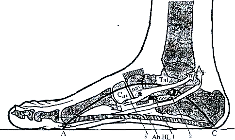 peroneus longus. Tento sval se upíná do báze prvního metatarzu a do mediální klínové kosti. Jeho důležitá funkce spočívá v tom, že zachovává všechny tři oblouky klenby nožní.