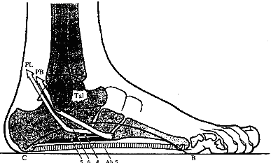 M. peroneus longus zastává srovnatelnou funkci jako m. peroneus brevis. Šlacha se táhne pod tuberculum calcaneum a zvedá tak přední část kosti patní. Stejným způsobem zvedá m.