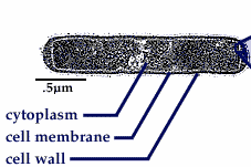 jak vypadají buňka je tvořena buněčnou stěnou, plazmatickou membránou a protoplastem.