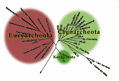 jak jsou členěny Korarchaeota hypertermofilní Crenarchaeota hypertermofilní Euryachaeota