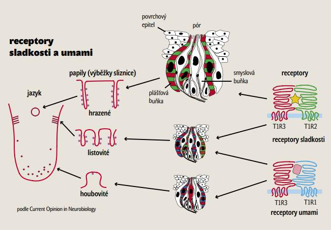 Vnímání chutí základní chutě: sladká, slaná, hořká, kyselá, umami další vjemy: trpkost, pálivost Chuťové pohárky vývoj chuti od 14.
