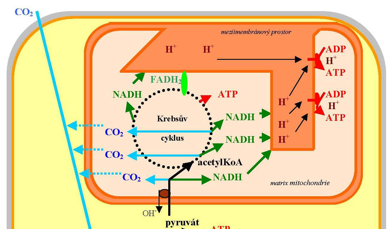 cesta energie z chloroplastu primární fáze