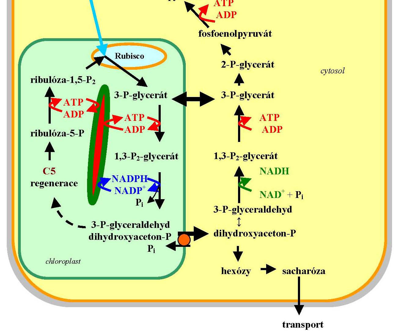 sacharidy respirace glykolýza Krebsův cyklus