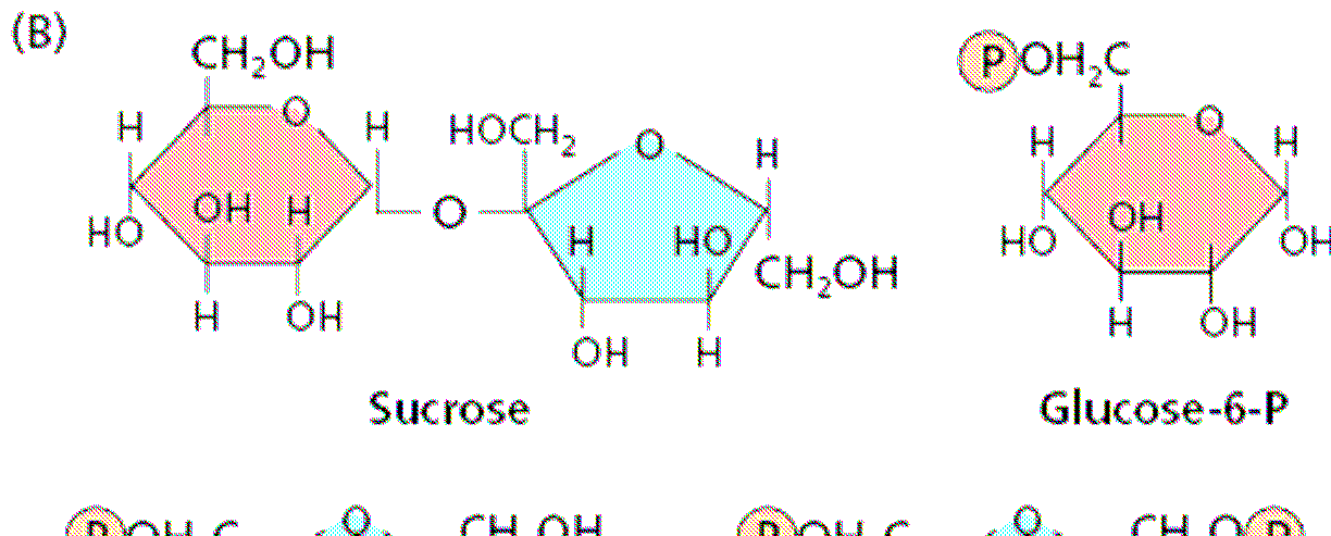 Struktura