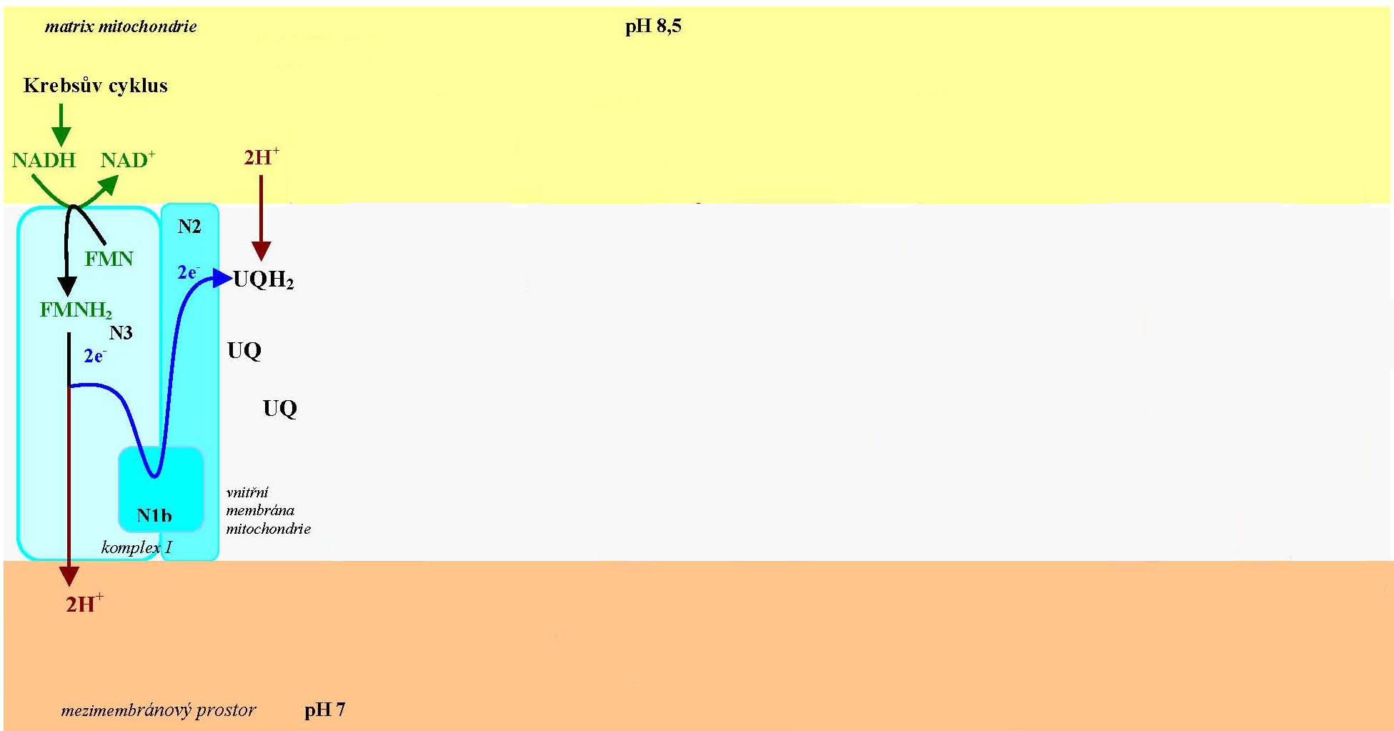 transport elektronu v dýchacím řetězci lipidová dvouvrstva vnitřní membrány