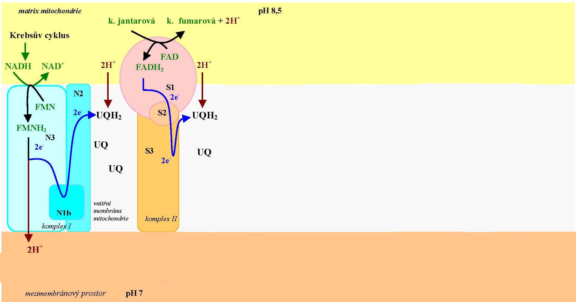 transport elektronu v dýchacím řetězci lipidová dvouvrstva vnitřní membrány