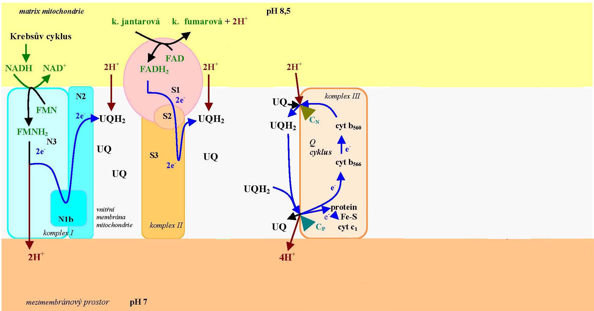 transport elektronu v dýchacím řetězci lipidová dvouvrstva vnitřní membrány