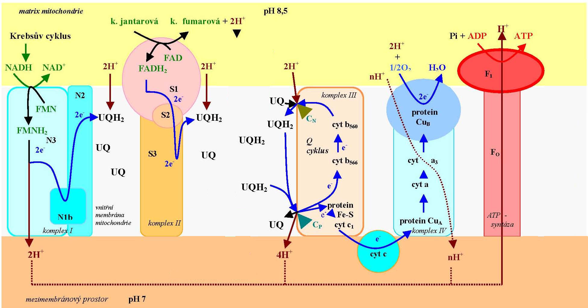 transport elektronu v dýchacím řetězci lipidová dvouvrstva vnitřní membrány