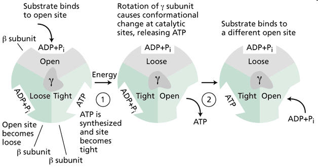 http://4e.plantphys.net/article.php?