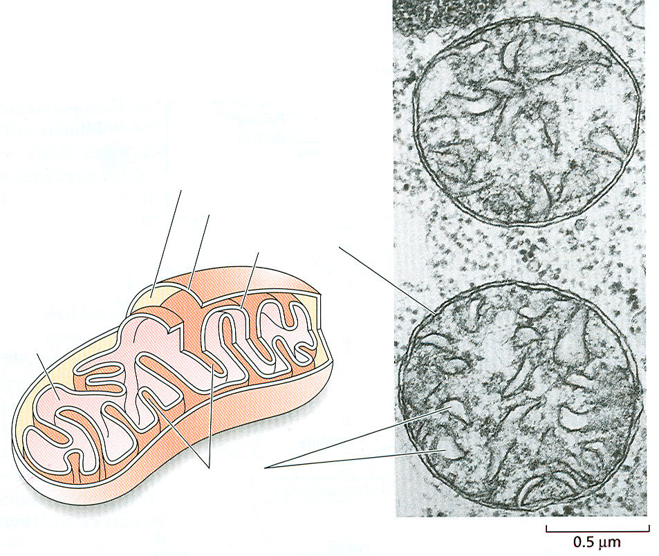 mitochondrie semiautonomní organela kruhová molekula DNA 200 kb 2600 kb v meristémech polyploidní mezimembránový prostor vnější