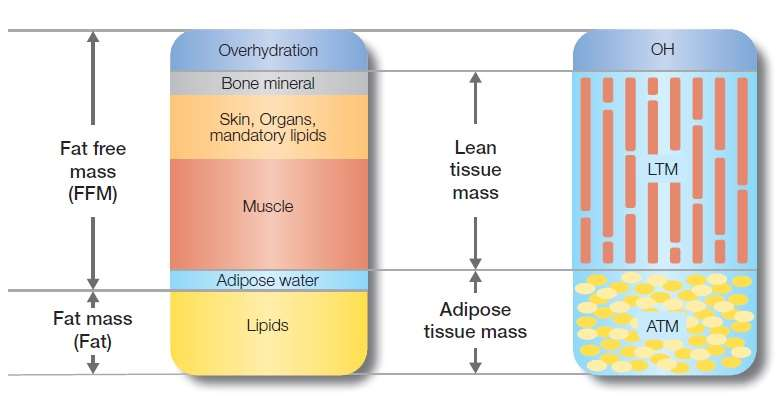 Složení lidského těla FFM, LTM, FM, ATM Dvoukompartmentový systém (běžná