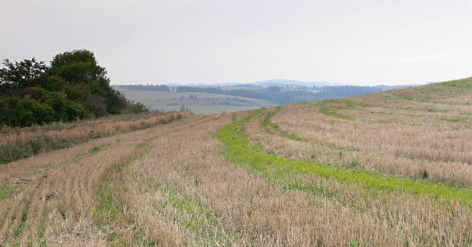 Obr.3: Půdoochranné agrotechnologie na pozemku 2801/5 strniště po ovsu s podsevem (v pozadí protierozní meze v k.ú. Svatoňovice).