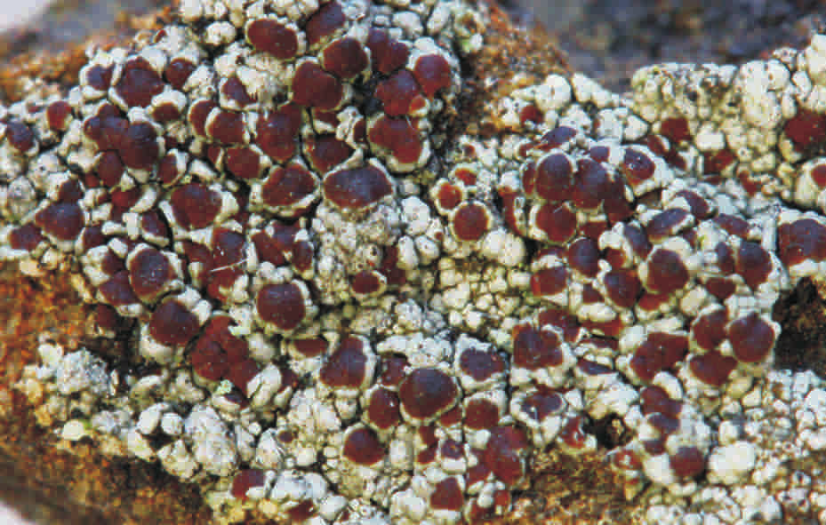 15. Lecanora pseudistera; photo by V. Lenzová Obr. 16.