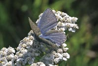 Z velkého množství chráněných druhů živočichů, kteří se na tomto území vyskytují, jsou hlavním předmětem ochrany netopýr černý a