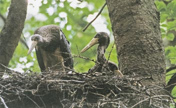 Hlavním předmětem ochrany je však populace chřástala polního a jeho biotop na vlhkých loukách žije asi 70 párů tohoto početně celosvětově ohroženého druhu.