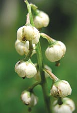 Maloplošně byly zjištěny i vodní biotopy s vegetací s dominantním rdestem alpským, vegetace parožnatek a luční prameniště.