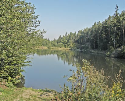 V severní části vojenského újezdu, ve vyšší nadmořské výšce se nacházejí původní staré bukové porosty, v jižní části převládá smíšený a jehličnatý les zastoupený převážně smrkem obecným, borovicí