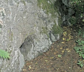 bahenní, kozinec dánský, pcháč bělohlavý, třemdava bílá, pětiprstka žežulník, bazanovec kytkokvětý, růže galská a kosatec sibiřský.