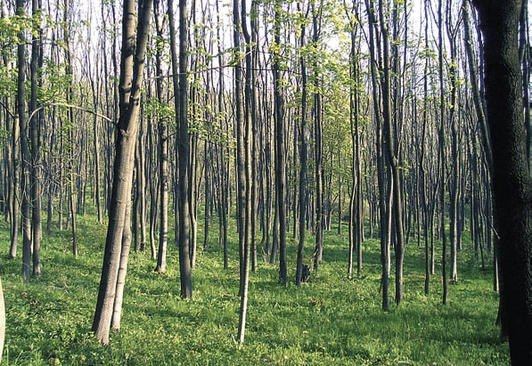 116,49 ha a hlavním předmětem