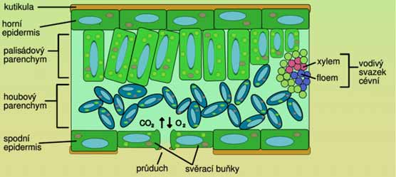 Epidermis