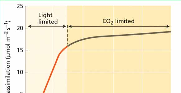Závislost fotosyntézy na světle Fotosyntetická křivka Fotosyntéza -