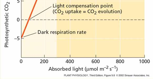 lineární závislosti fotosyntézy na světle, maximální kvantový výtěžek