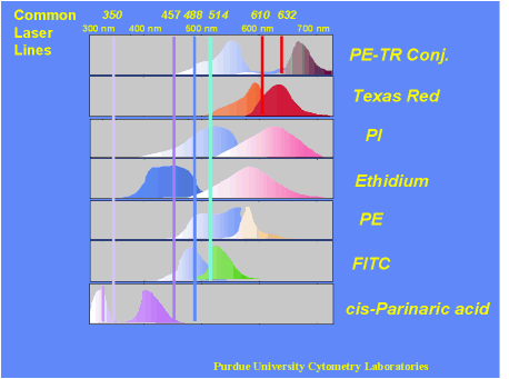 Fluorescenční značky a sondy Výběr fluorescenční značky spektrální vlastnosti fluorescenční značky (fluorescent labels) nevlastní (extrinsic fluorescence) fluorofory, které se ke sledovaným