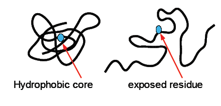 ] 1,40 1,20 1,00 0,80 0,60 0,40 Inhibitor trypsinu Ribonukleáza A Anhydráza uhličitá Myoglobin BSA Inzulin Cytochrom C 0,20 61 0,00 280 300 320 340 360 380 400 420 440 460 l [nm] 63 Nativní