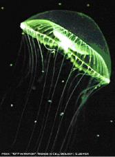 Green Fluorescent Protein (GFP) Zeleně fluoreskující protein (GFP)- izolován z medúzy.