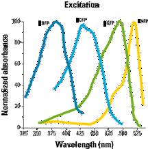 GFP má dva výrazné excitační pásy (kolem 395 a 475 nm) a maximum emise je 508 nm. V živém organismu je energie získána chemickou reakcí (chemiluminiscence).