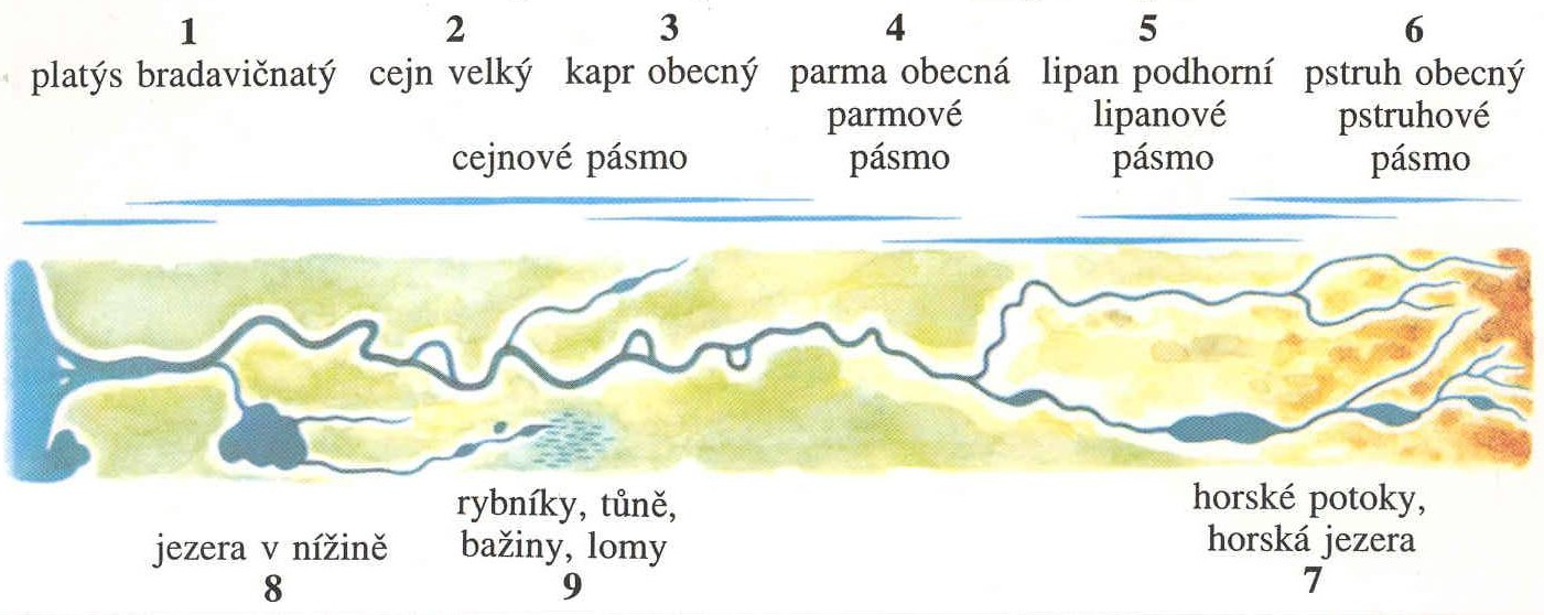 Litorae tekoucí až stojaté