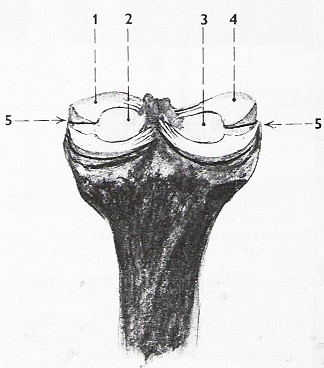 2 Menisky:1 Meniscus medialis,2 kloubní