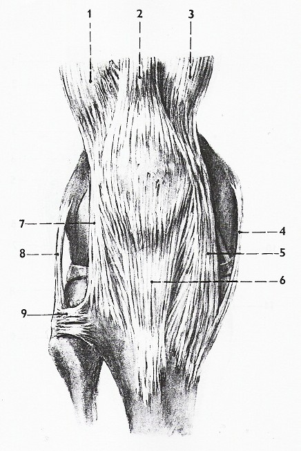 Obr. 7 Zesilující aparát na přední straně kolenního kloubu 1. musculus vastus lateralit 2. úpon m. rectus femoris na patelu 3. m. vastus medialis 4.