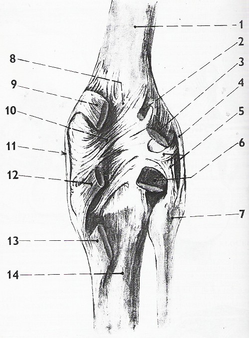 ligamentum collaterale fibulare 9. ligamentum capitis fibulae anterius Obr. 8 Zesilující vazy zadní strany pouzdra kol. kloubu 1.