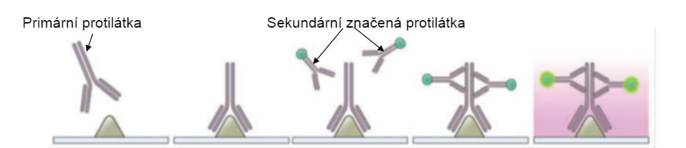 Nepřímé metody jsou komplikovanější ve srovnání s metodami přímými, mají však mnohem vyšší citlivost. Používají vazbu neoznačené primární protilátky (imunoglobulin) na detekovaný protein.